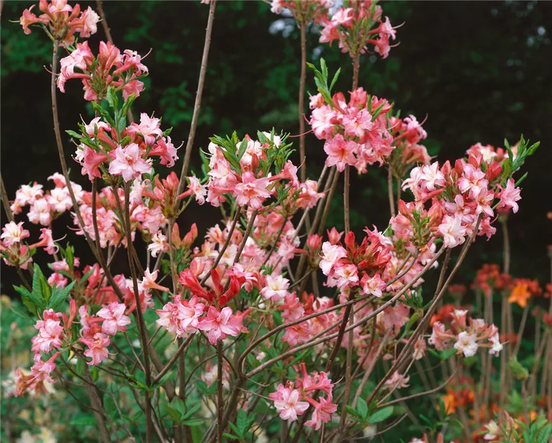 Sommergrne Azalee 'Corneille' Pflanze, Pflege & Tipps  Floragard