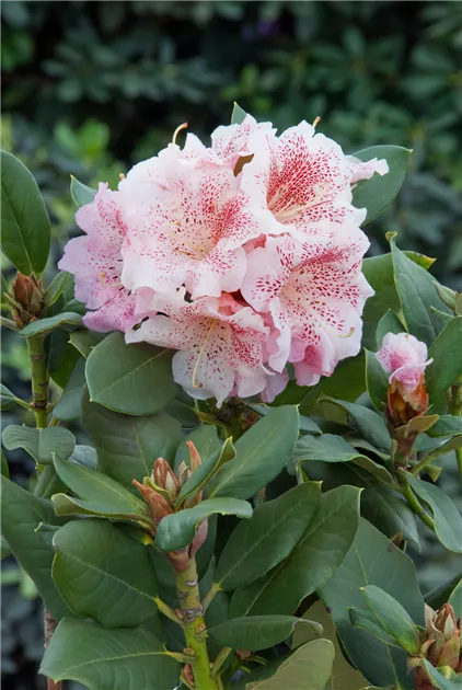 Rhododendron 'Double Dots' Pflanze, Pflege & Tipps  Floragard