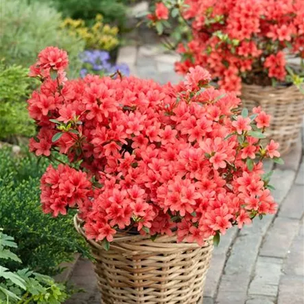 Japanische Azalee 'Aladdin' Japanische Azalee 'Aladdin'