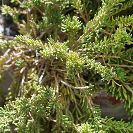 Binsenkaktus 'Coral Treasure' Binsenkaktus 'Coral Treasure'