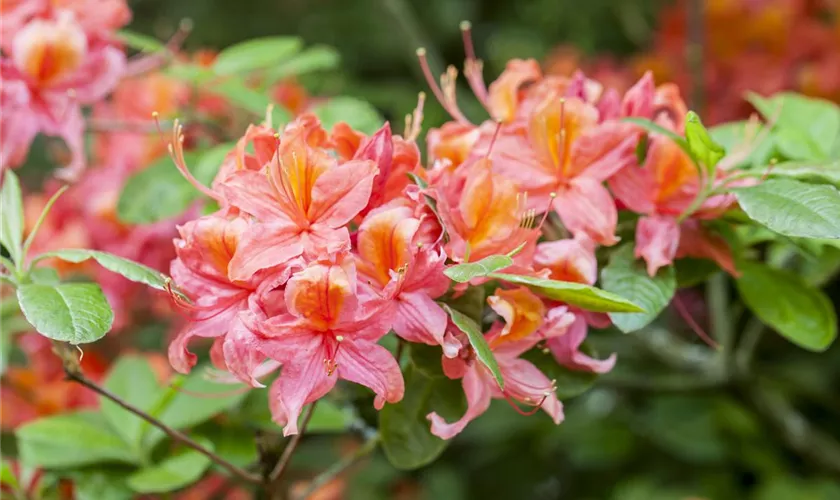 Rhododendron luteum 'Esmeralca'