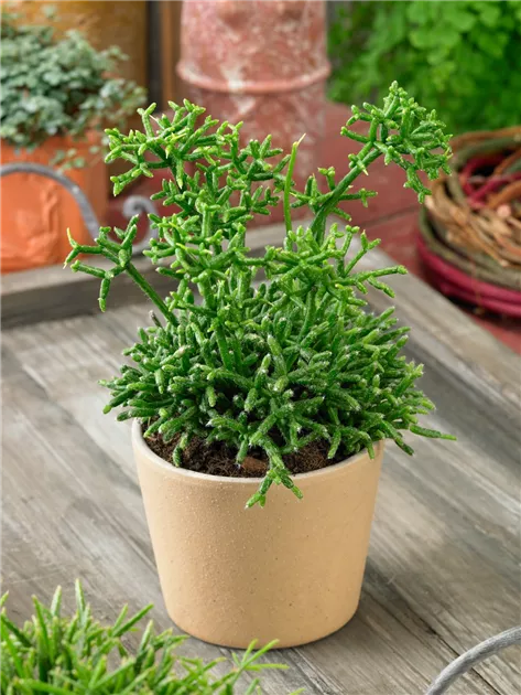 Korallenkaktus Pflanze, Pflege & Tipps  Floragard