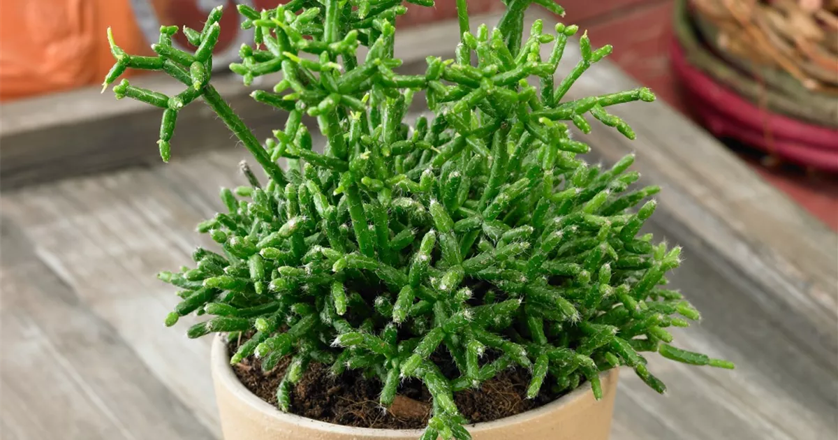 gloriosum variegata Philodendron Gloriosum Variegated – TerraFlora Global main image 1