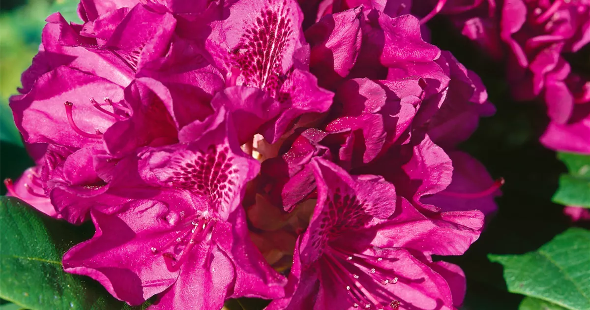 Rhododendron 'Edith Bosley' Pflanze, Pflege & Tipps Floragard