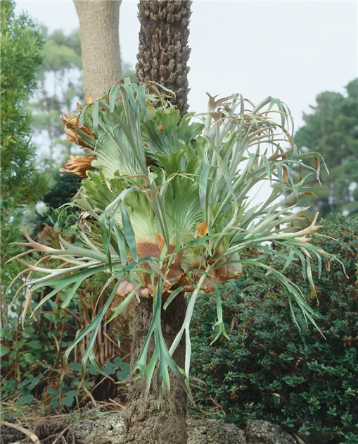 Geweihfarn Pflanze, Pflege & Tipps  Floragard