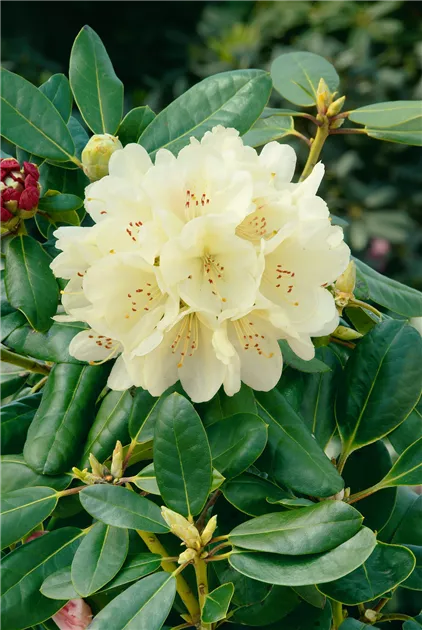 Rhododendron 'Ehrengold' Pflanze, Pflege & Tipps  Floragard