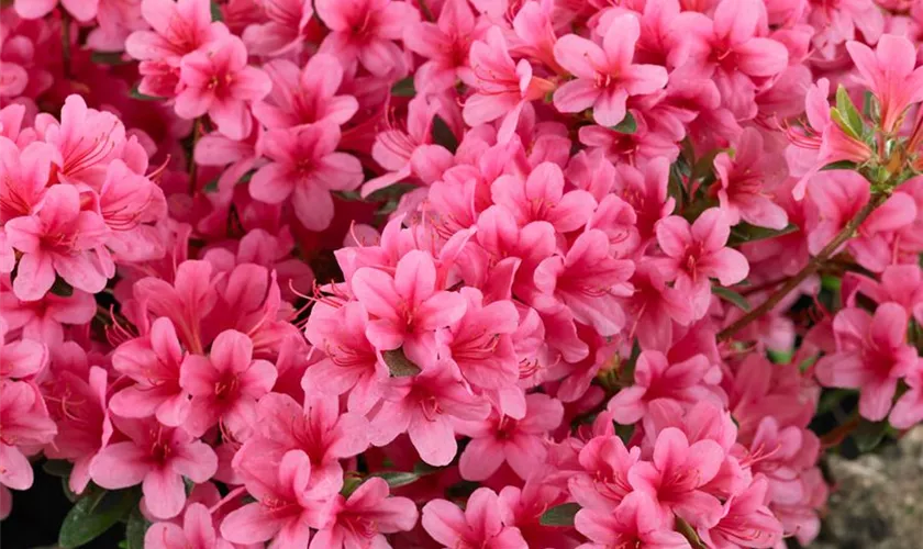 Rhododendron obtusum 'Louise Gable'