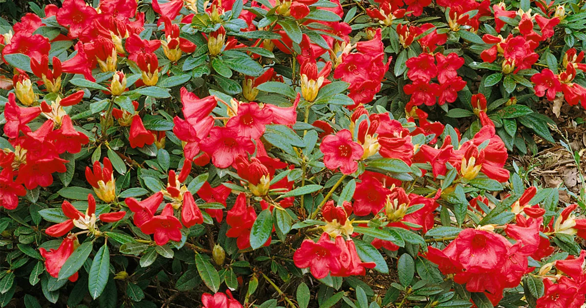 Rhododendron 'Elizabeth' Pflanze, Pflege & Tipps  Floragard