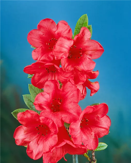 Rhododendron 'Elizabeth' Pflanze, Pflege & Tipps  Floragard