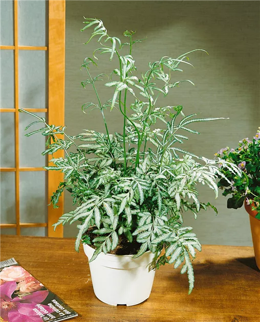 Pteris ensiformis Pflanze, Pflege & Tipps  Floragard