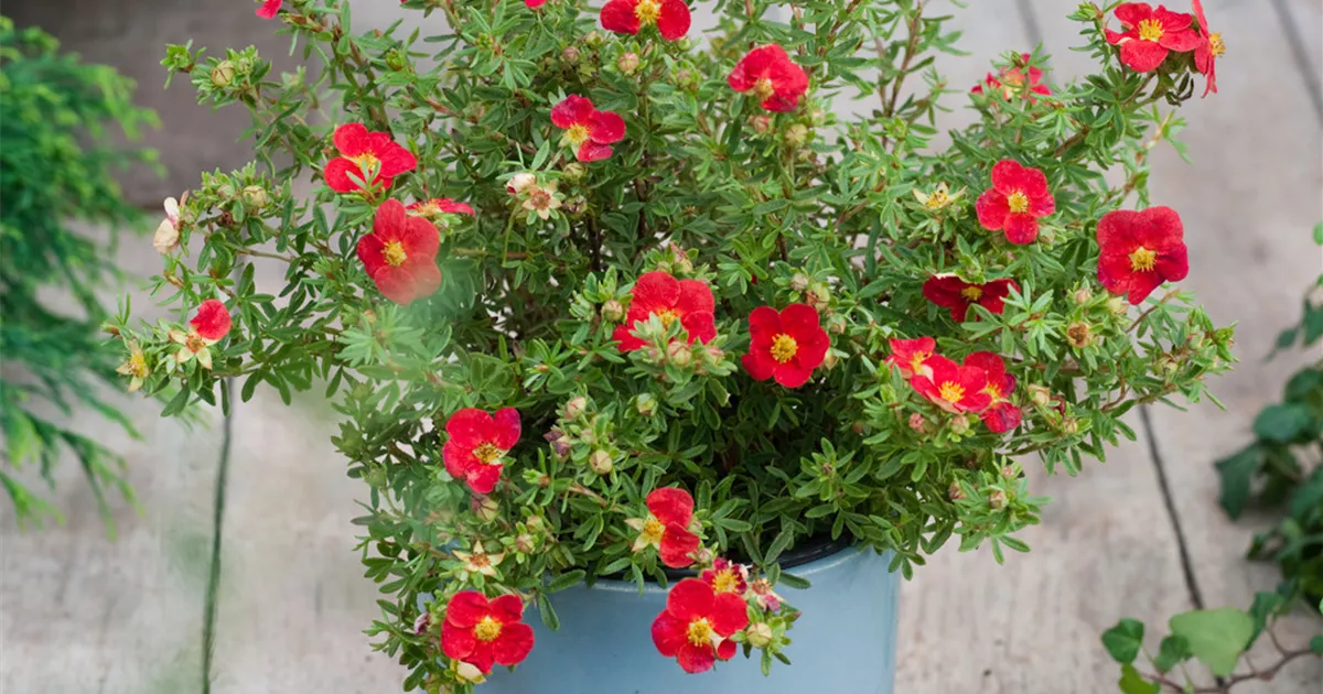 Potentilla fruticosa 'Red Joker' Pflanze, Pflege & Tipps Floragard
