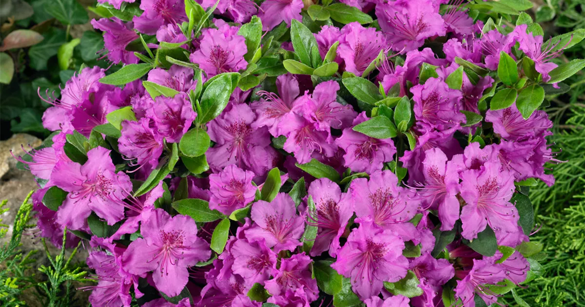 Japanische Azalee 'Blaue Donau' Pflanze, Pflege & Tipps  Floragard