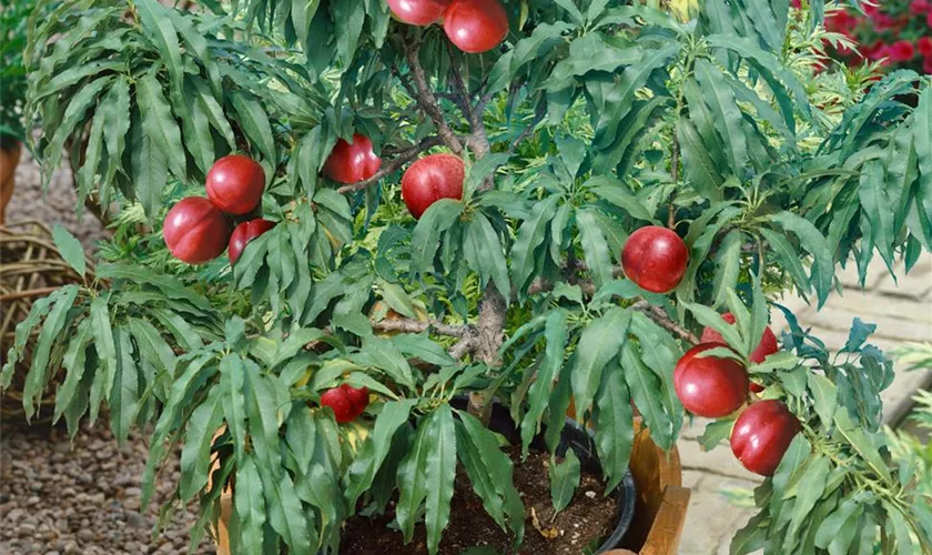 Zwergnektarine 'Nectapersica'