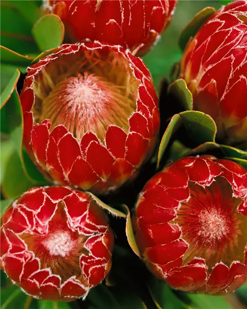 Protea obtusifolia Pflanze, Pflege & Tipps  Floragard