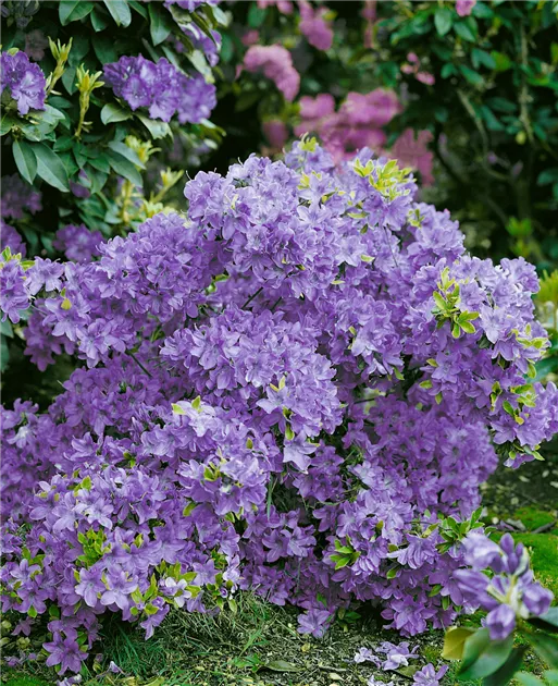 Japanische Azalee 'Blue Danube' Pflanze, Pflege & Tipps  Floragard