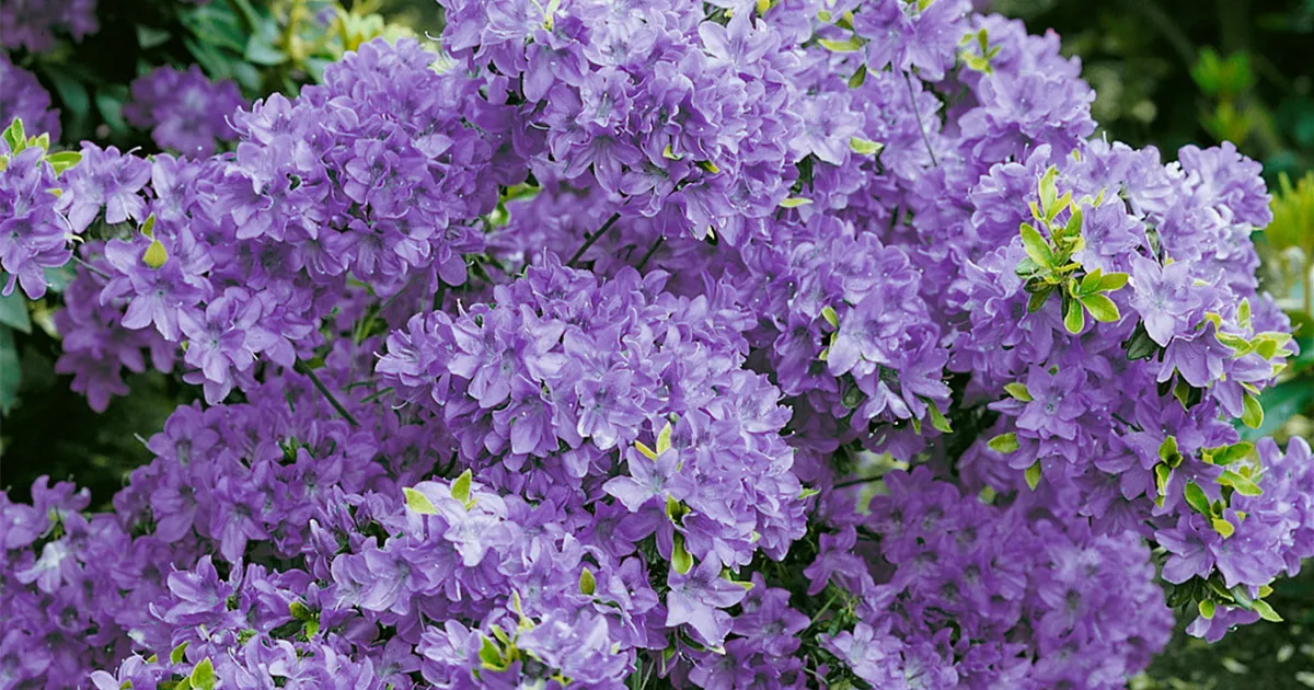 Japanische Azalee 'Blue Danube' Pflanze, Pflege & Tipps  Floragard
