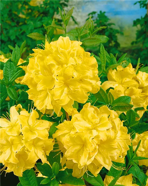 Sommergrne Azalee 'Golden Sunset' Pflanze, Pflege & Tipps  Floragard