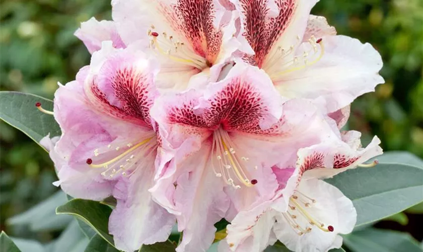 Rhododendron 'Extraordinaire'