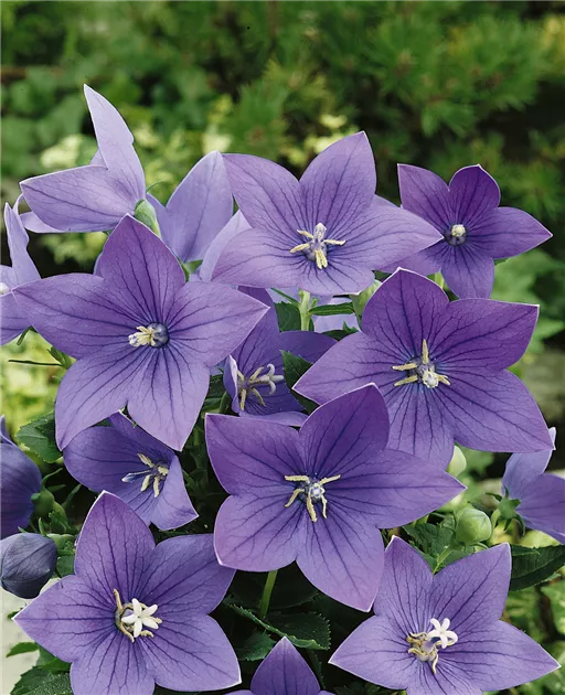 Ballonblume Pflanze, Pflege & Tipps  Floragard