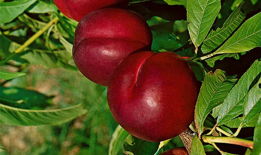 Prunus persica var. nucipersica 'Crimson Gold'