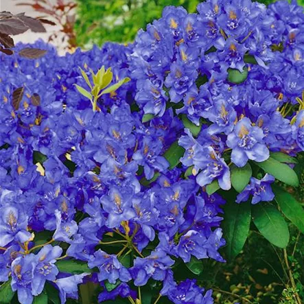 Aufstrebender Rhododendron 'Intrifast' Aufstrebender Rhododendron 'Intrifast'