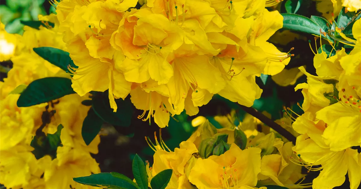 Rhododendron luteum 'Yellow Cloud' Pflanze, Pflege & Tipps  Floragard