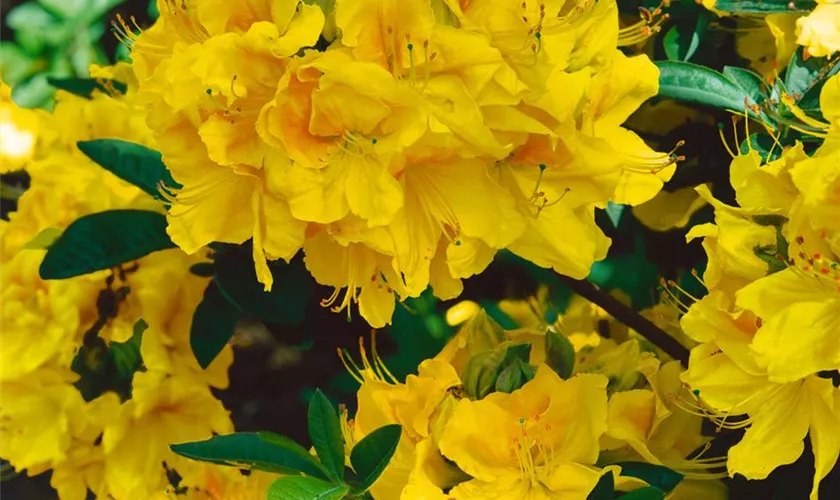 Sommergrüne Azalee 'Yellow Cloud'