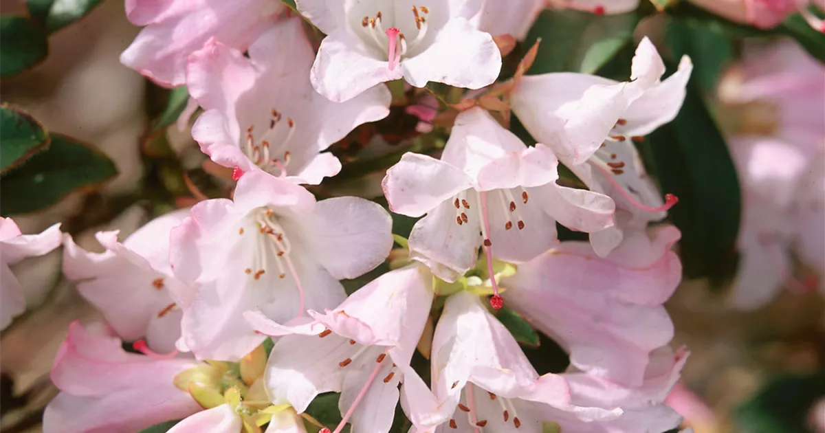 Rhododendron 'Gulliver' Pflanze, Pflege & Tipps  Floragard
