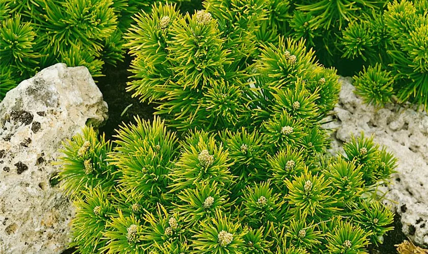Pinus mugo 'Sunshine'