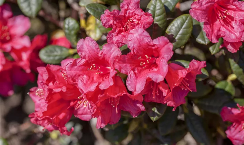 Rhododendron 'Florteppich'