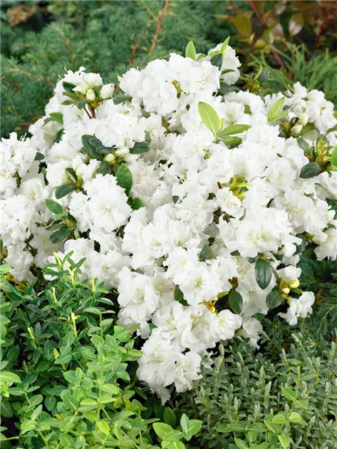 Japanische Azalee 'Eisprinzessin' Pflanze, Pflege & Tipps  Floragard