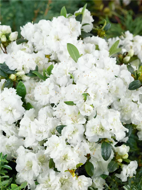 stechpalme gro kaufen Ilex crenata