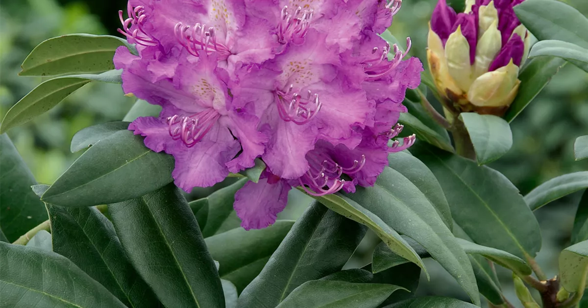 Rhododendron-Hybride 'Alfred' Pflanze, Pflege & Tipps  Floragard