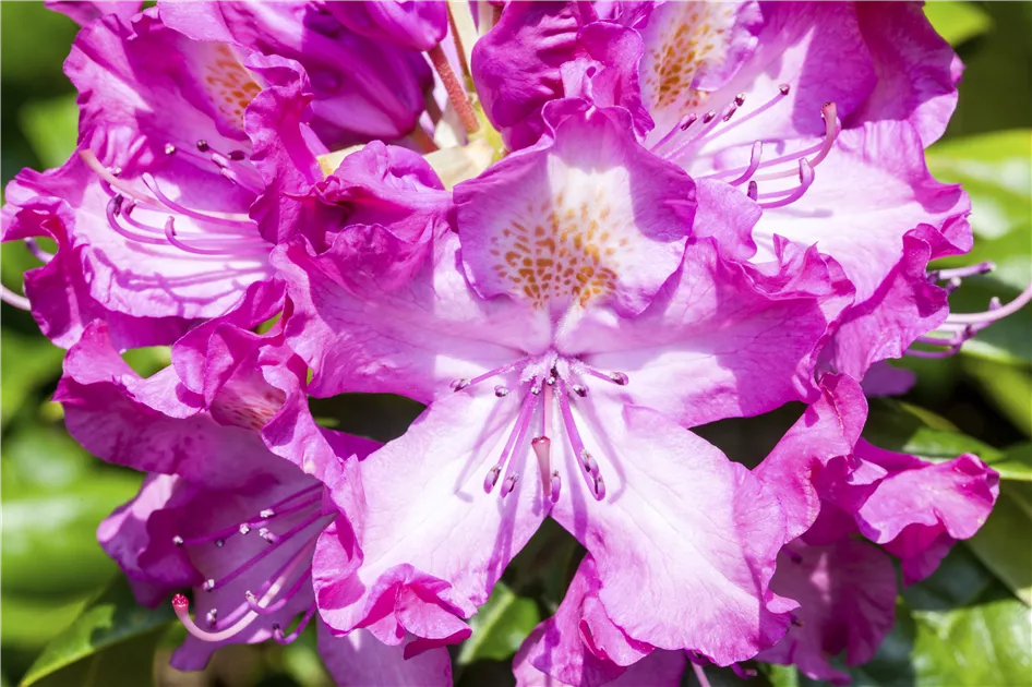 Rhododendron-Hybride 'Alfred' Pflanze, Pflege & Tipps  Floragard