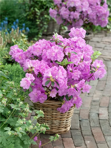 Japanische Azalee 'Elsie Lee' Pflanze, Pflege & Tipps  Floragard