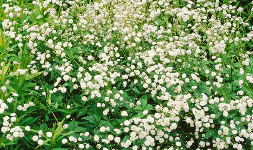 Ranunculus aconitifolius 'Pleniflorus'