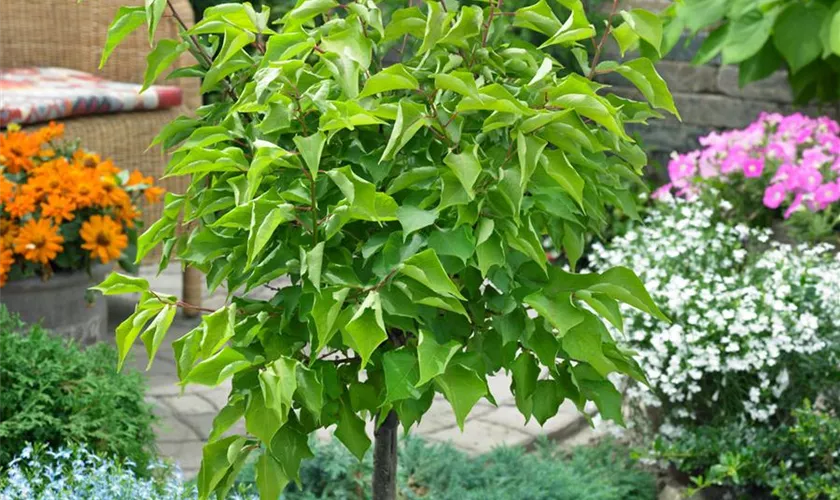 Prunus armeniaca, Stamm