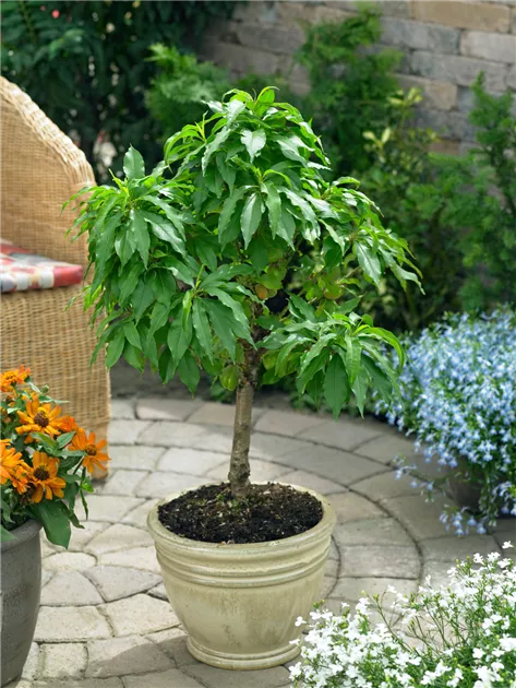 Zwergnektarine Pflanze, Pflege & Tipps  Floragard