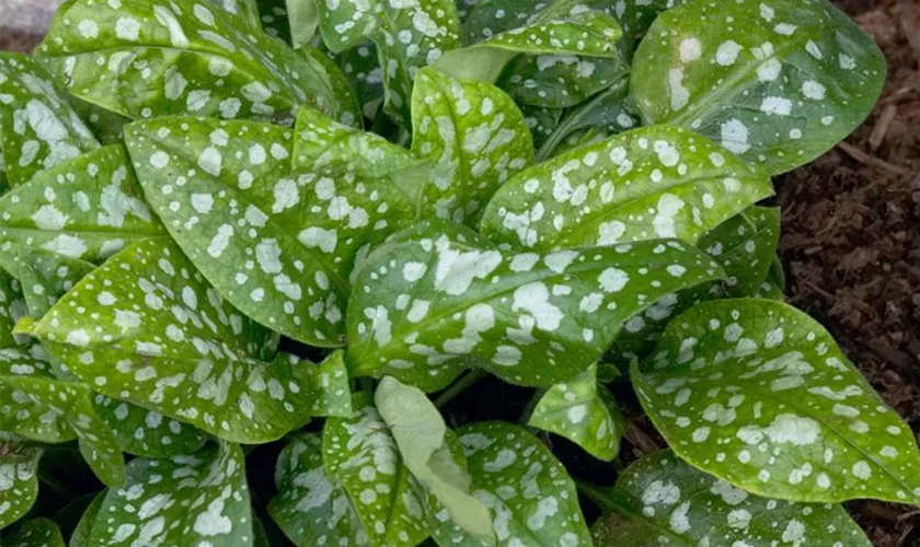 Pulmonaria saccharata 'Reginald Kaye'