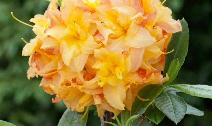 Rhododendron luteum 'Rose de Flandre'