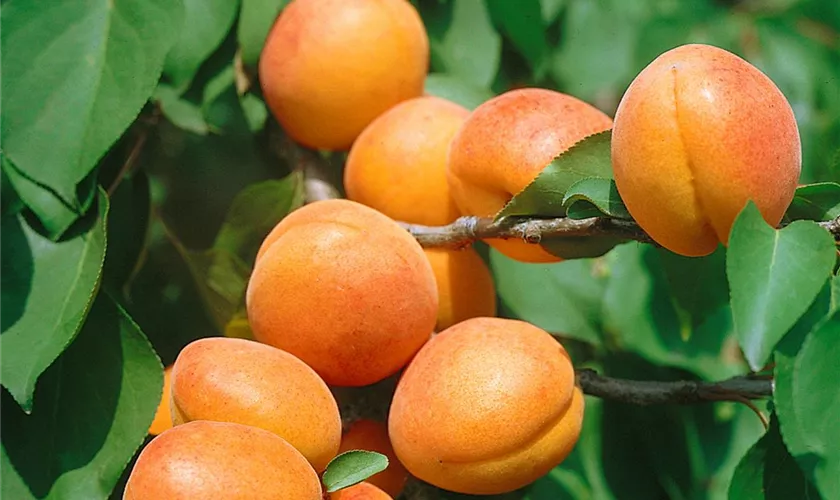 Prunus armeniaca 'Moorpark'