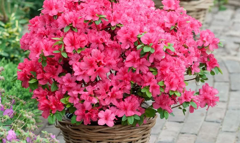 Rhododendron obtusum 'Gabriele'