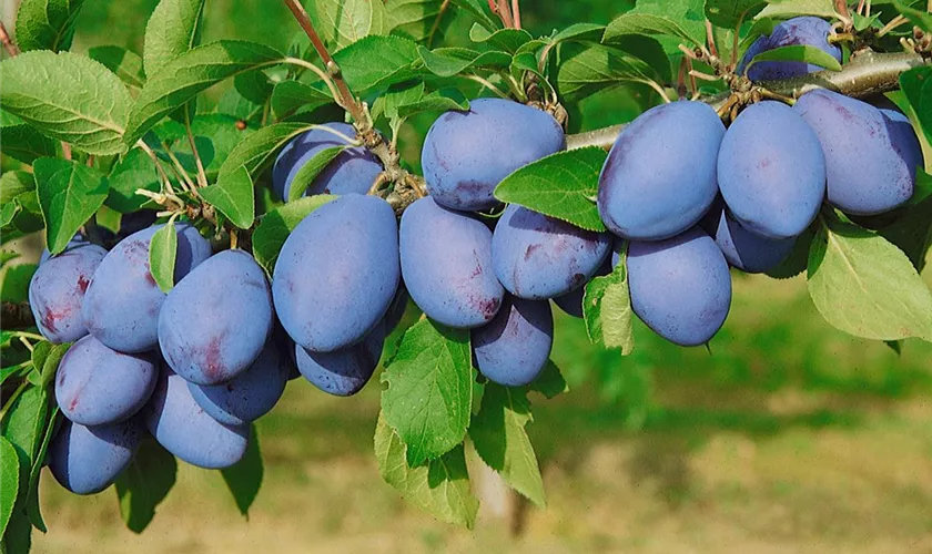 Zwetsche 'Schönberger Zwetsche'