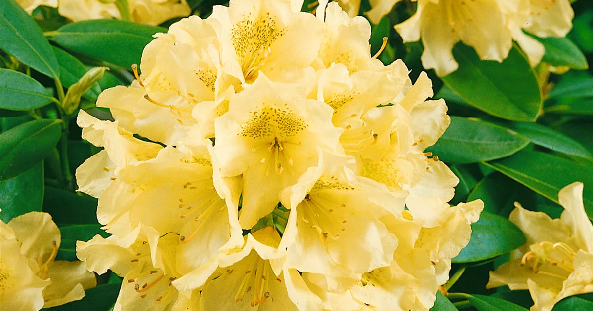 rhododendron azalea Roseshell azalea, Rhododendron prinophyllum main image 1