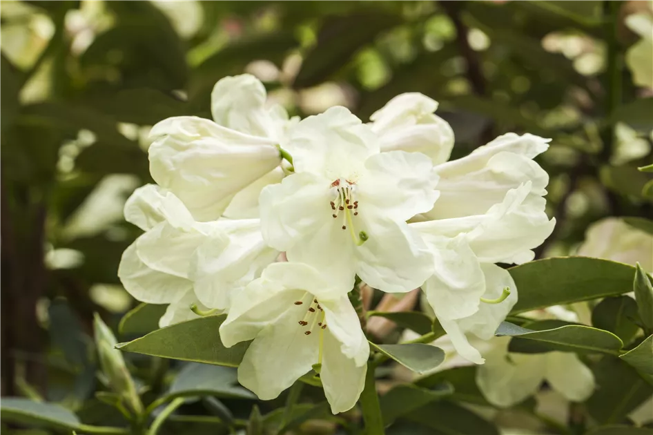 Rhododendron 'Graf Lennart' Pflanze, Pflege & Tipps  Floragard