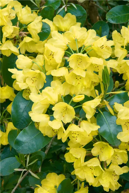japanische stechpalme hecke kaufen Heckenpflanzen Heckenpflanzen online kaufen aus Heckenpflanze Ilex crenata ( Japan-Stechpalme) – Mitteldeutsche-Baumschulen main image 0