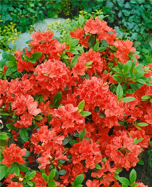 Japanische Azalee 'Geisha Orange' Pflanze, Pflege & Tipps  Floragard