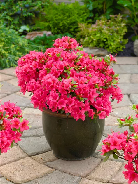Japanische Azalee 'Geisha Pink' Pflanze, Pflege & Tipps  Floragard
