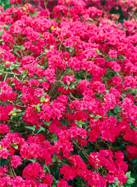 Japanische Azalee 'Geisha Purple' Pflanze, Pflege & Tipps  Floragard