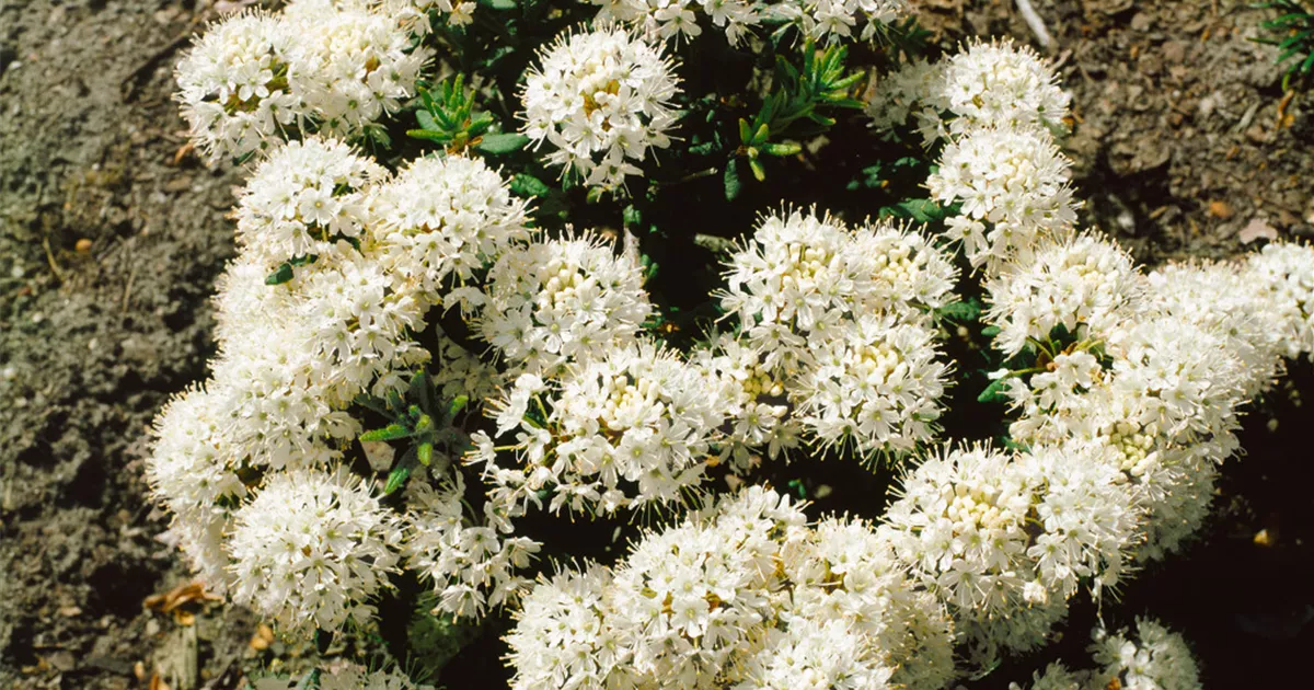 Rhododendron groenlandicum Pflanze, Pflege & Tipps  Floragard